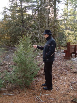 A young evergreen and a towering man