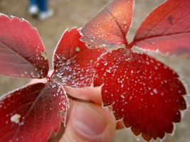 Frosty autumn leaves, eye-catching underneath the already-brown foliage covering them