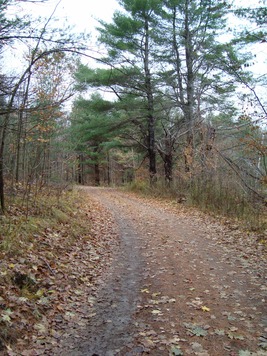 Our leaf-strewn lane