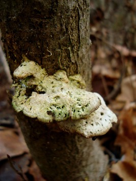 A close-up of a beautiful fungus, deep in the forest